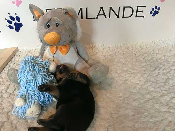 puppy's K-nest week 3